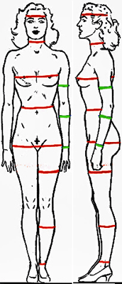 Body measurements.